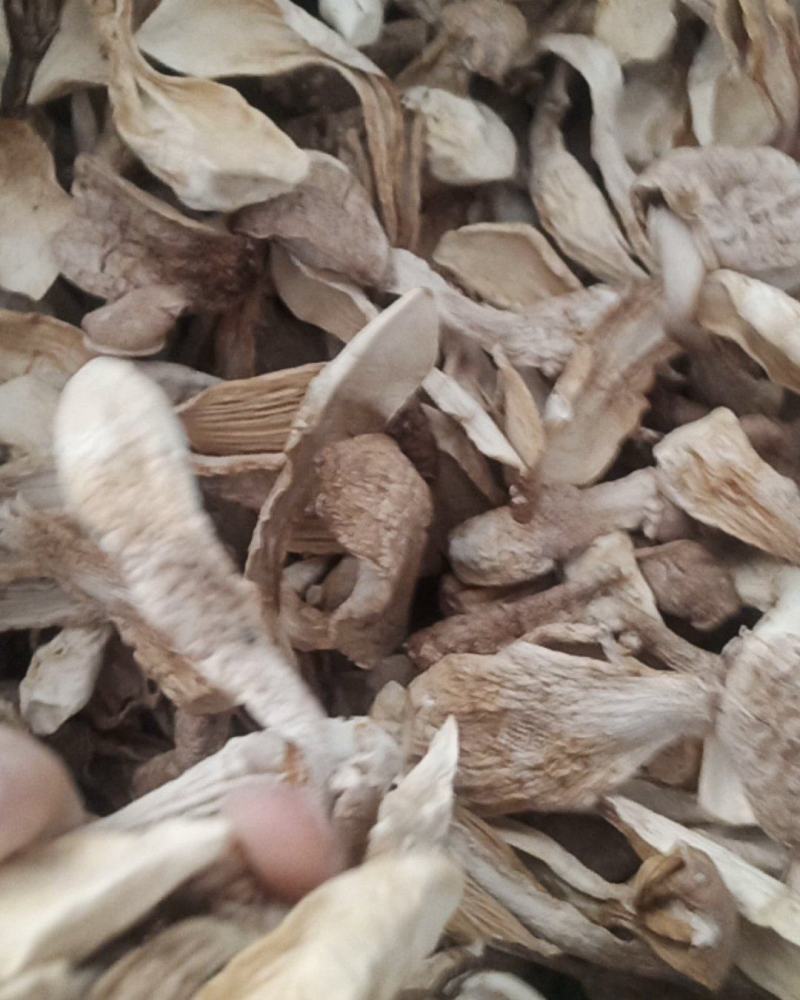 优质鸡腿菇