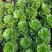 老桩多肉植物法师万圣节手捧花型尺寸大花型周正