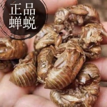 中药材蝉蜕金蝉壳蝉皮知了壳皮蝉衣皮虫蜕脱