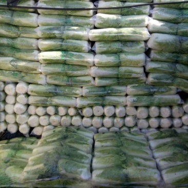北京三号大白菜大量供应！！