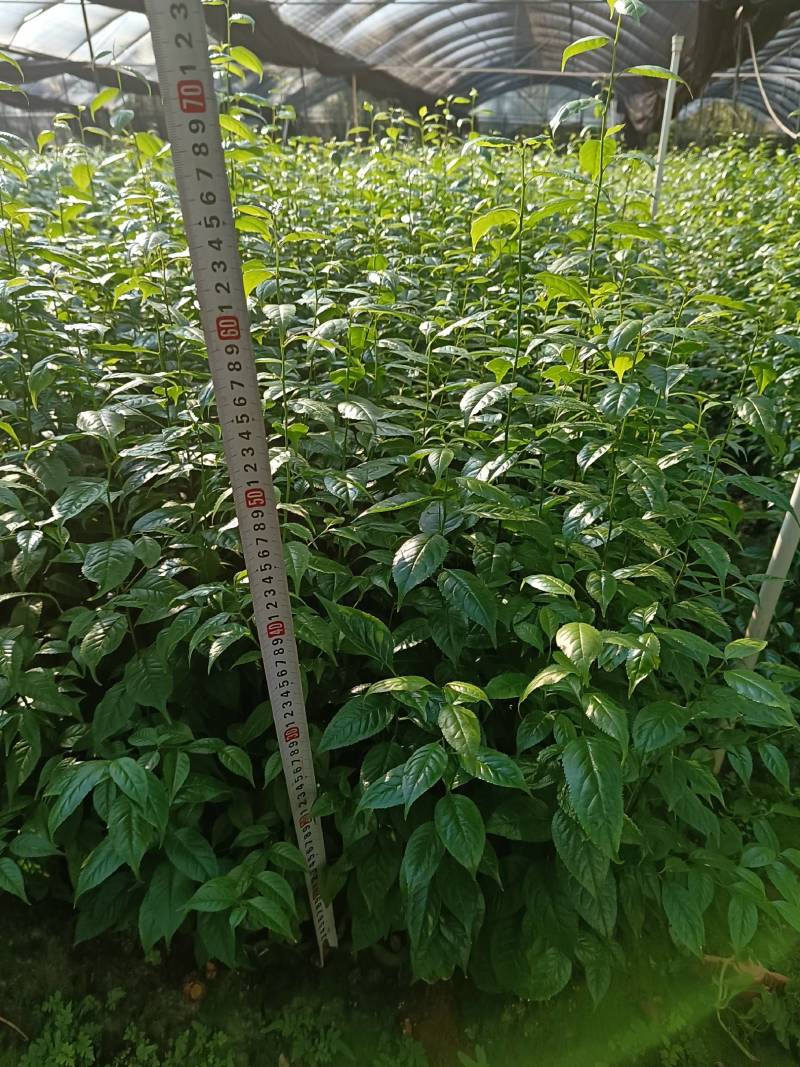 岗梅苗，又名称星木种子苗，点称木苗，枝条和根都可入药