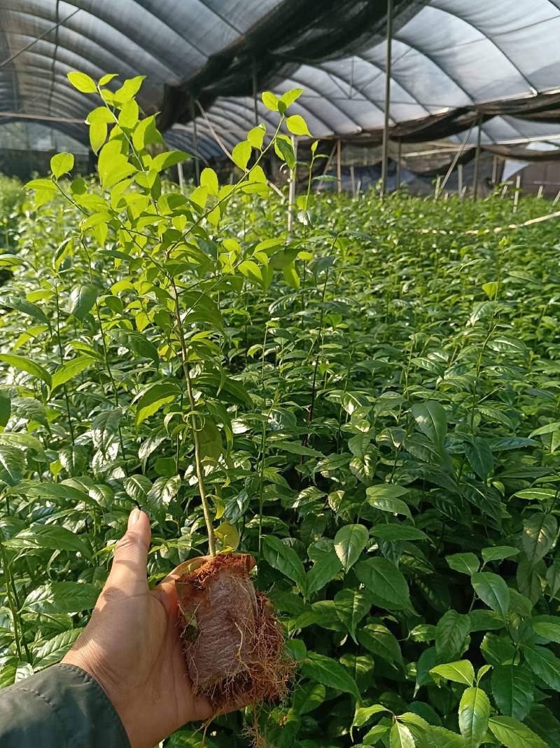岗梅苗，又名称星木种子苗，点称木苗，枝条和根都可入药