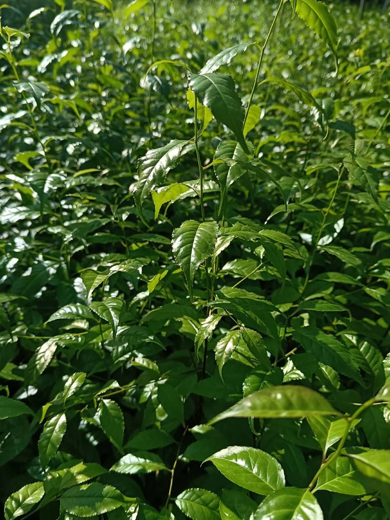 岗梅苗，又名称星木种子苗，点称木苗，枝条和根都可入药
