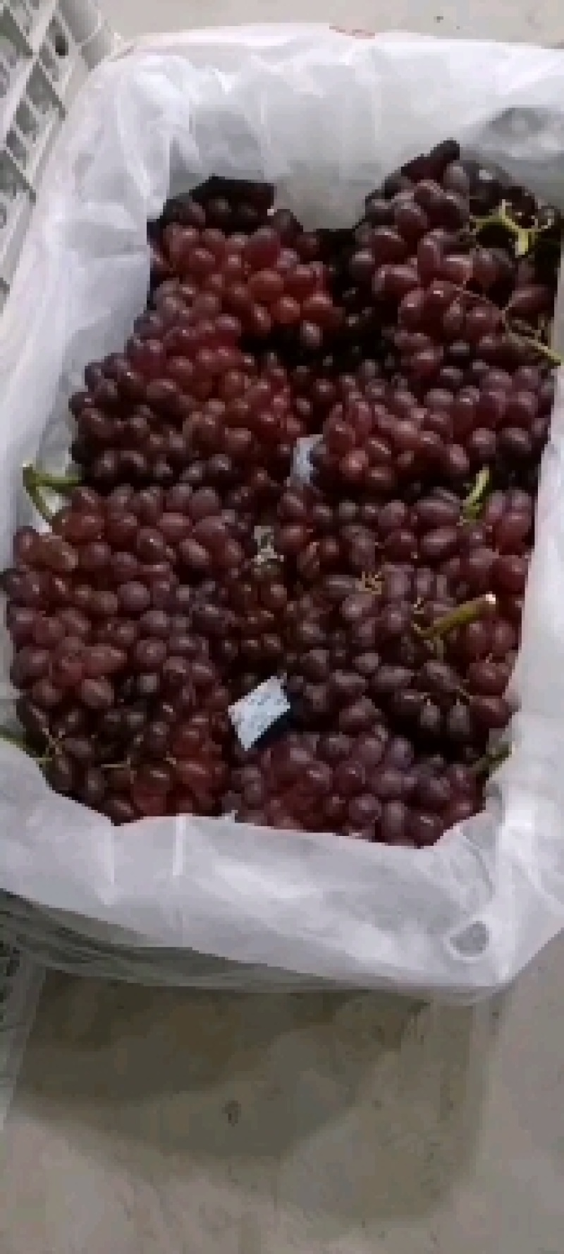 优质克伦生葡萄没子特别甜海量货源可供选择