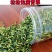 微山湖莲子心干货清心泡水莲芯莲子芯莲心非特级去连子芯
