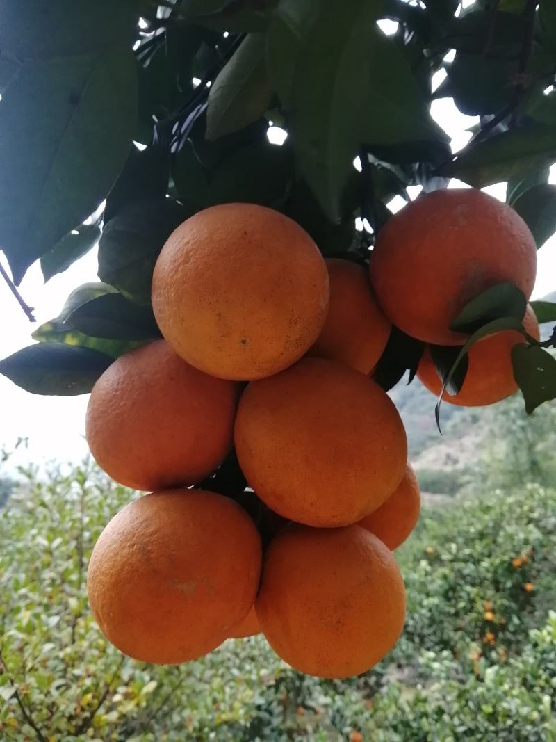 自家的柑橘，汁多肉嫩新鲜口感好。阳光雨露的滋润，终成橘香