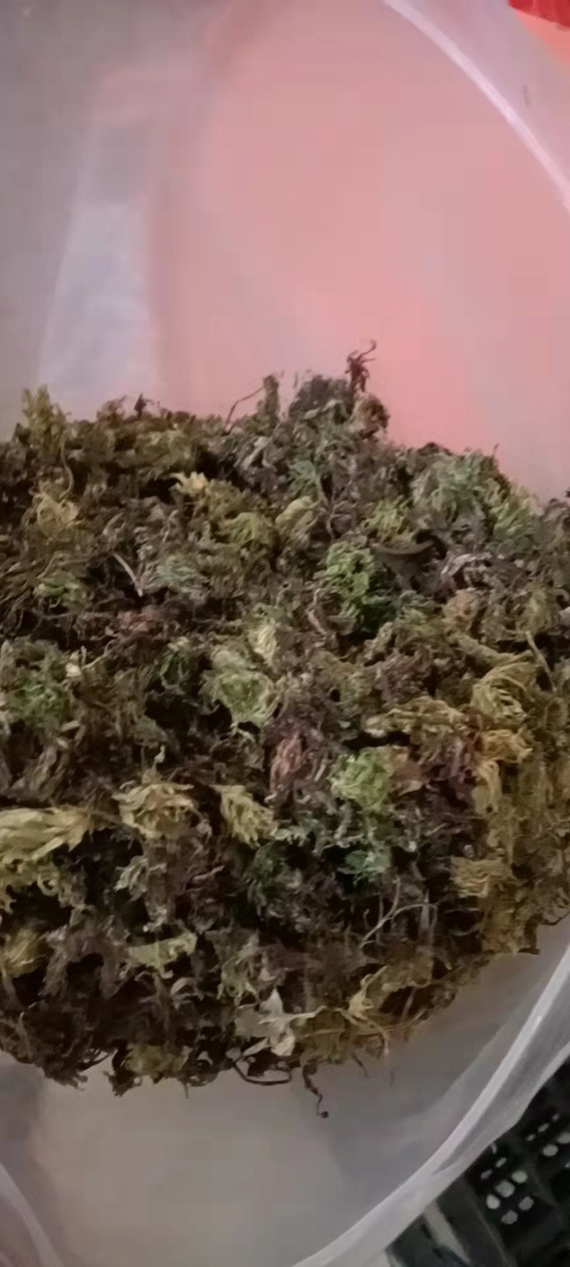 回心草
