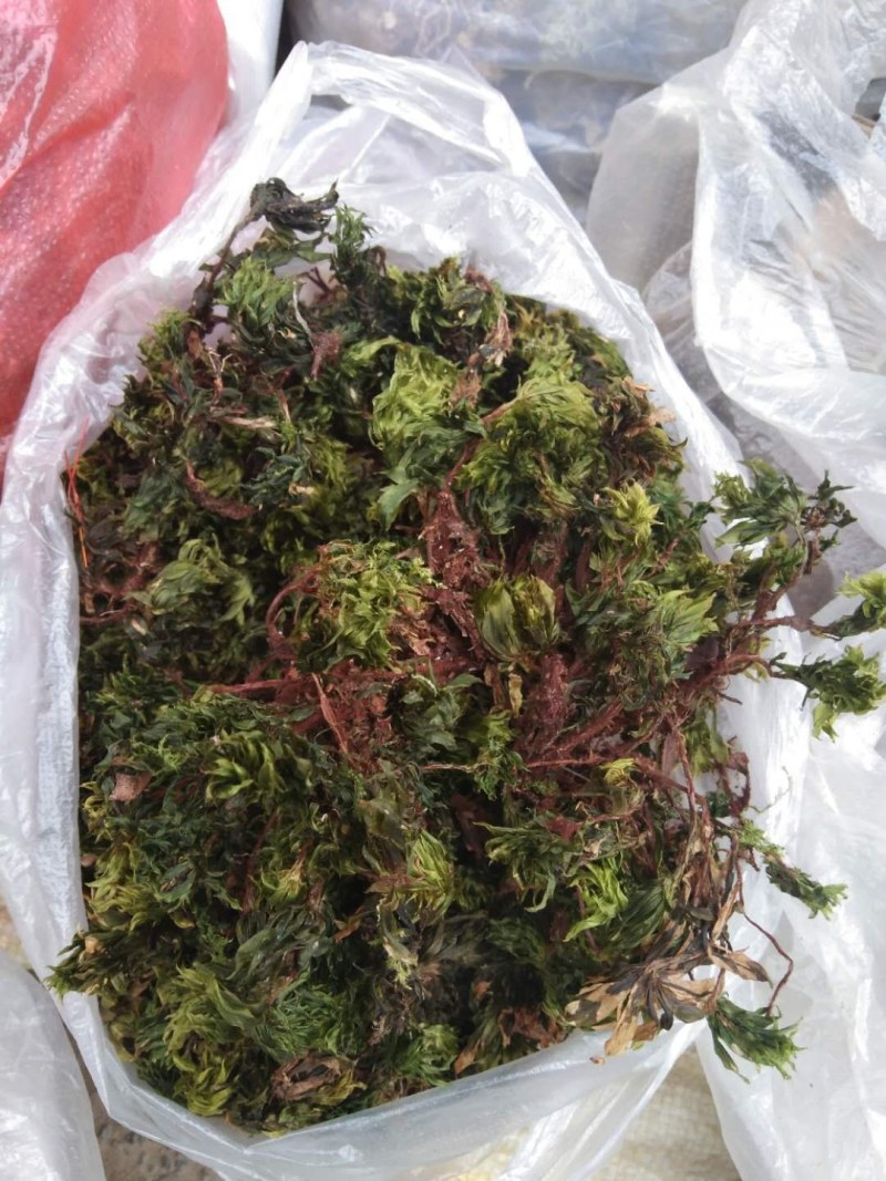 回心草
