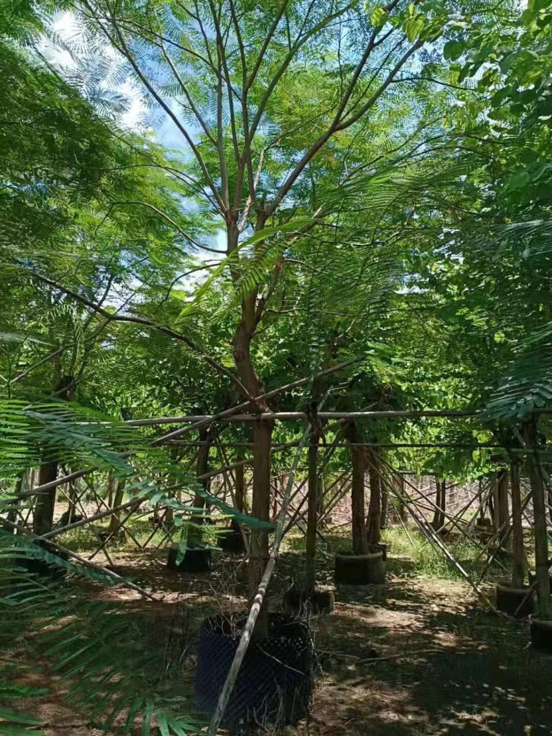 大量凤凰木供应苗木场，金凤花、红花楹树、火树、洋楹