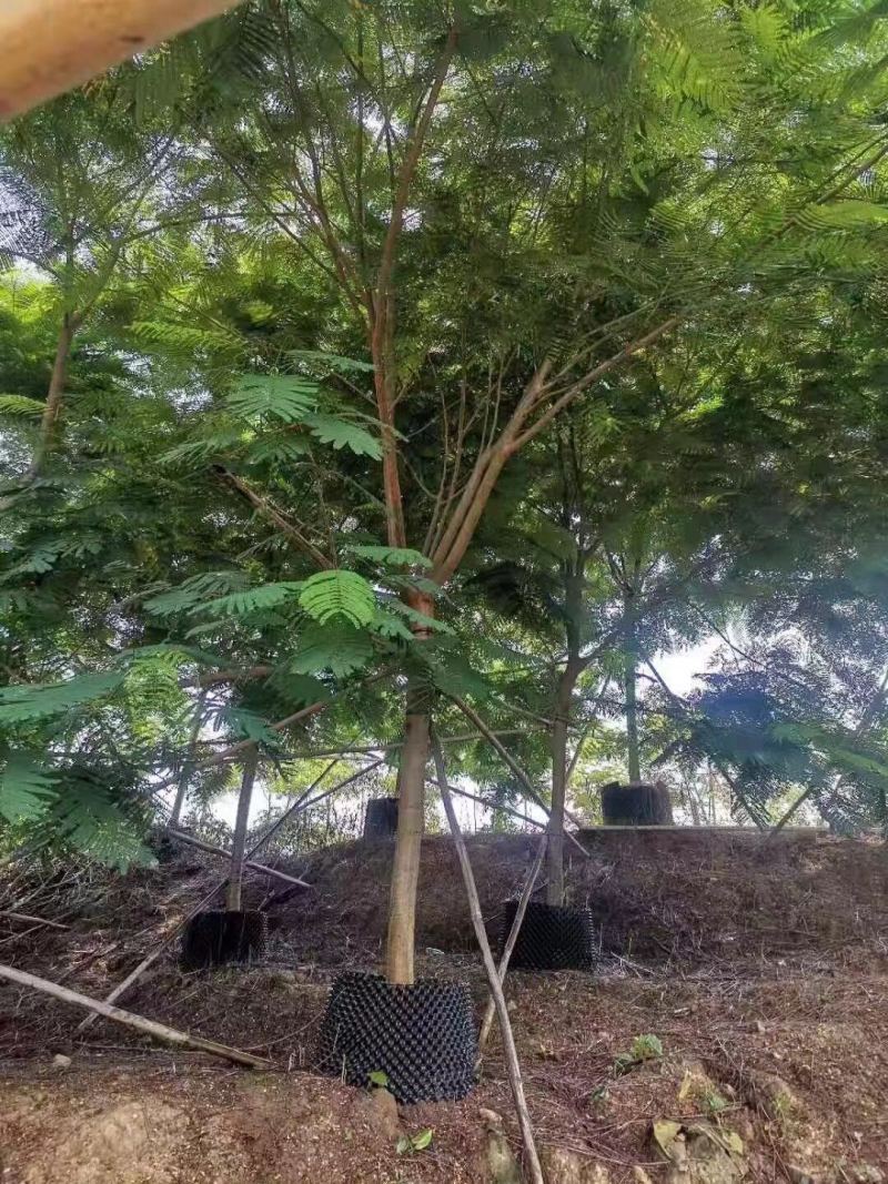 大量凤凰木供应苗木场，金凤花、红花楹树、火树、洋楹