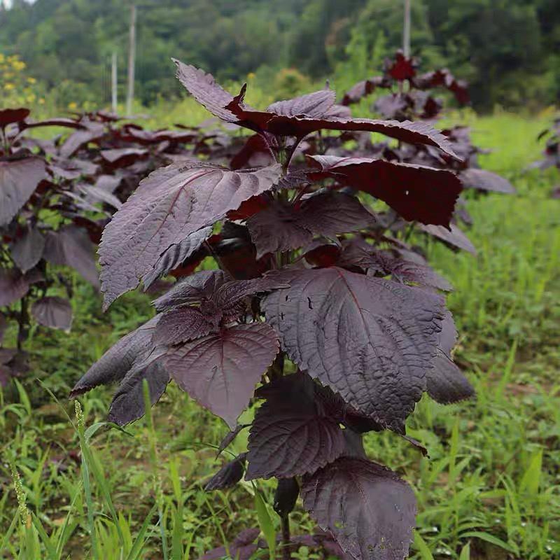 紫色种子一级种子发芽率98%以上单面紫苏全紫青苏