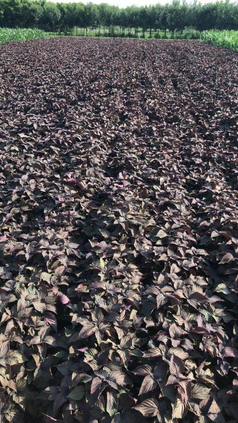 紫色种子一级种子发芽率98%以上单面紫苏全紫青苏