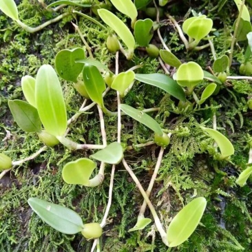 石橄榄