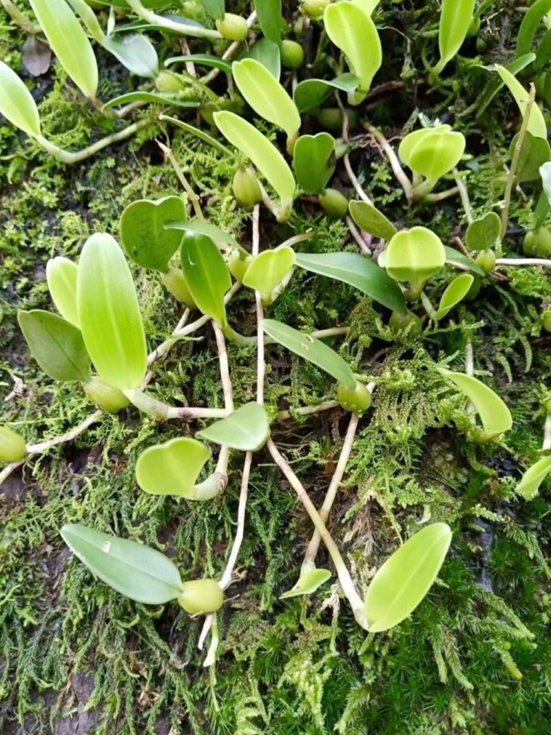 石橄榄