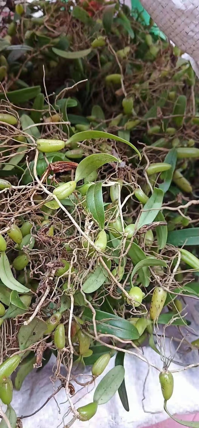 石橄榄