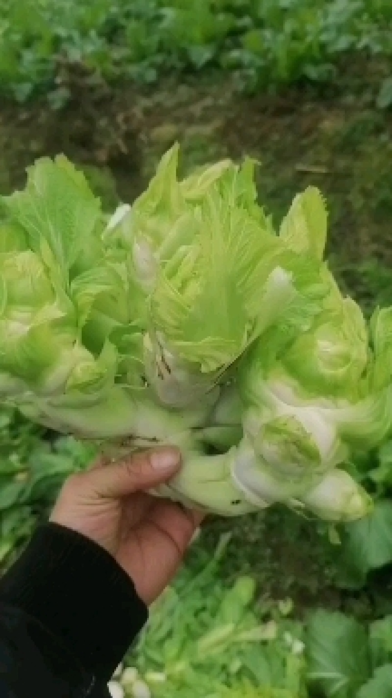 基地儿菜，寻大客户，可做净儿，毛菜，净菜，有需要的老板来