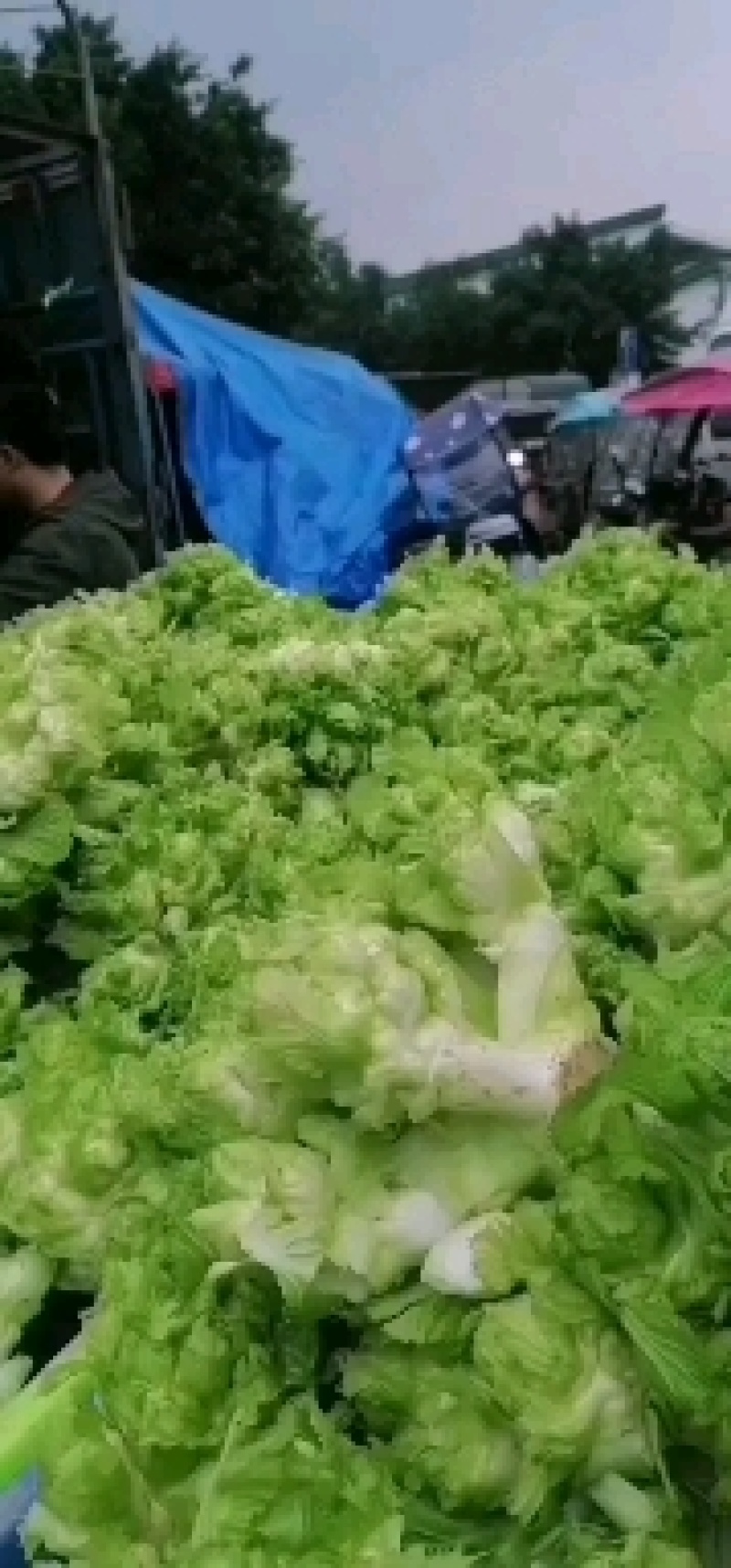 基地儿菜，货源稳定，可做净儿，毛菜，净菜，需要的老板下单