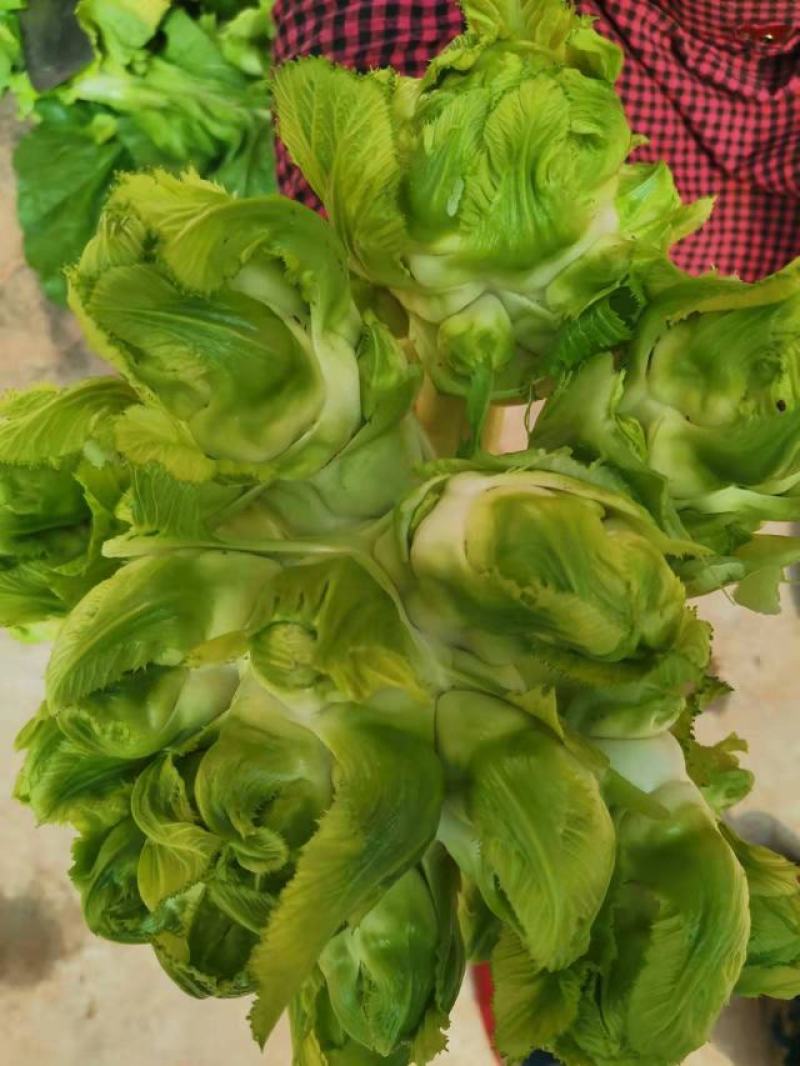 基地儿菜，货源稳定，可做净儿，毛菜，净菜，需要的老板下单