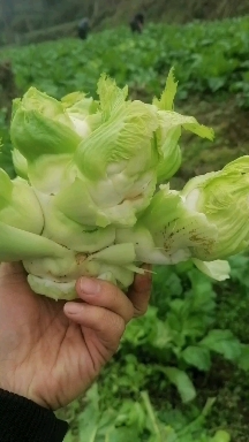 基地儿菜，货源稳定，可做净儿，毛菜，净菜，需要的老板下单