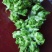 基地儿菜，货源稳定，可做净儿，毛菜，净菜，需要的老板下单