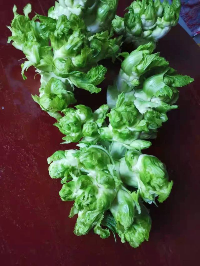基地儿菜，货源稳定，可做净儿，毛菜，净菜，需要的老板下单