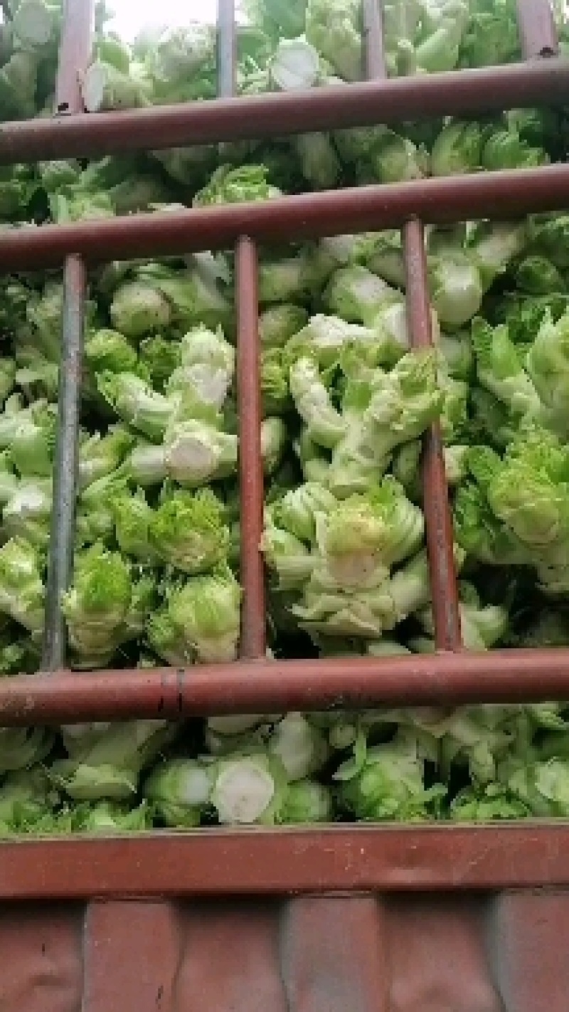 基地儿菜，货源稳定，可做净儿，毛菜，净菜，需要的老板下单