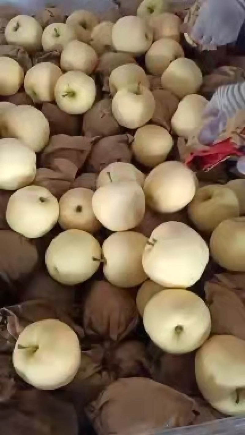 好货不便宜，大黄元帅平果，个头均匀，货源充足