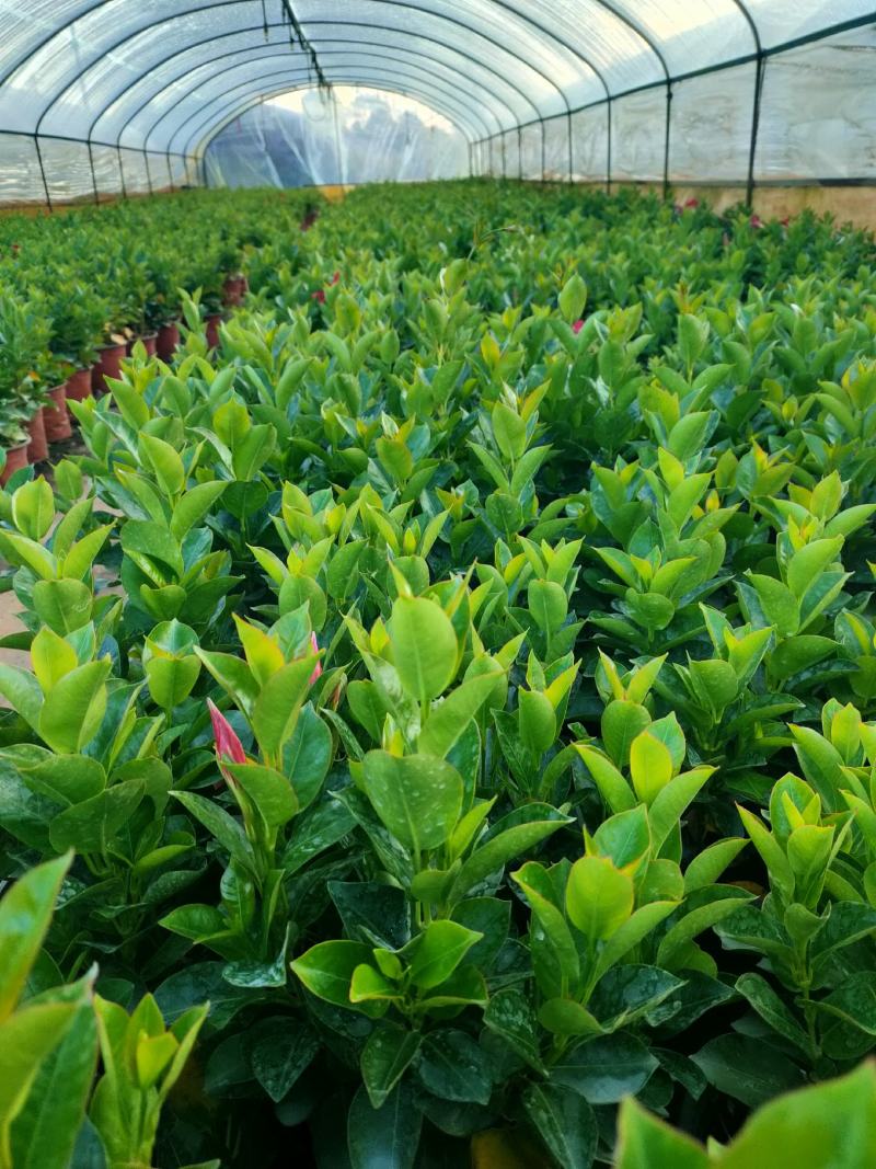 富贵红，飘香藤，红双喜，