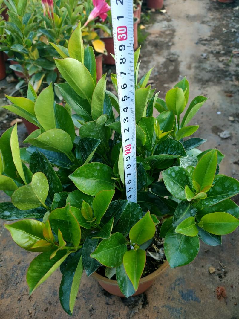 富贵红，飘香藤，红双喜，