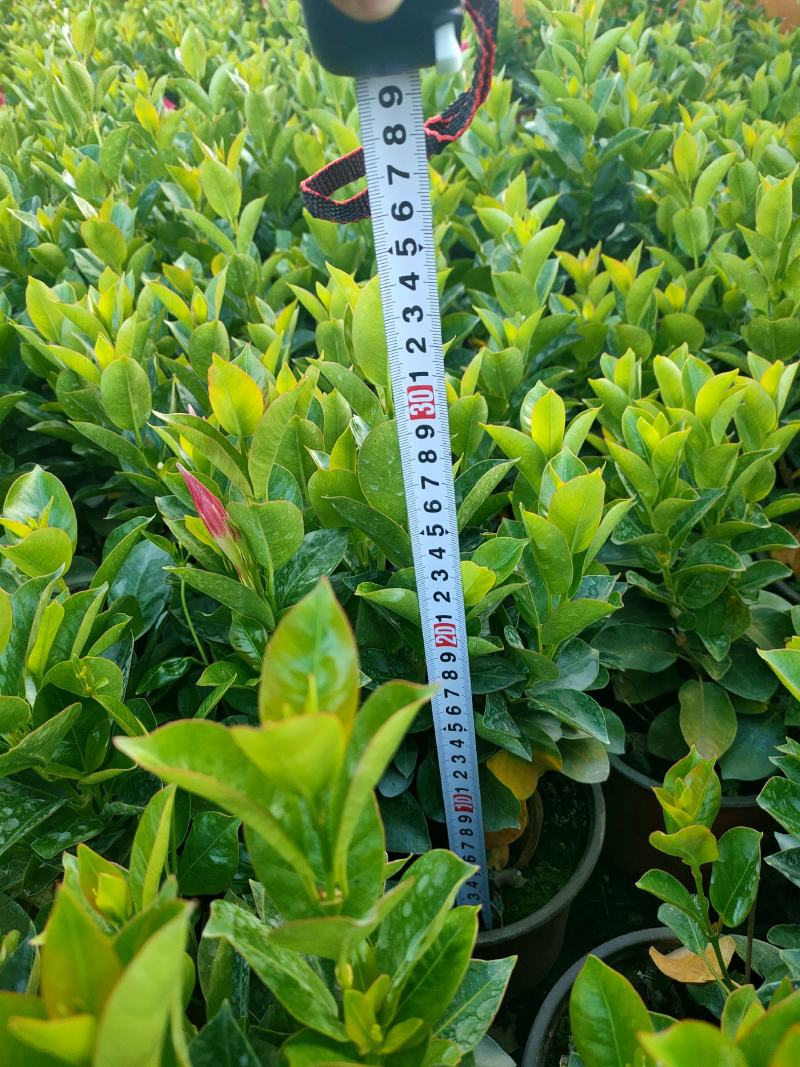 富贵红，飘香藤，红双喜，