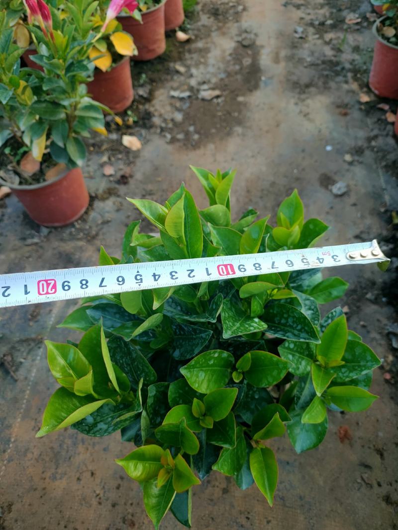 富贵红，飘香藤，红双喜，