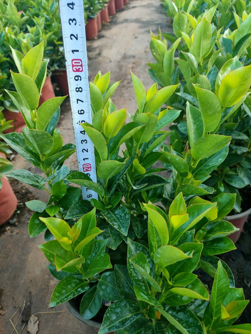 富贵红，飘香藤，红双喜，