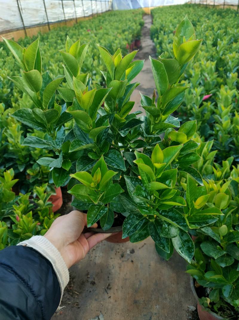 富贵红，飘香藤，红双喜，