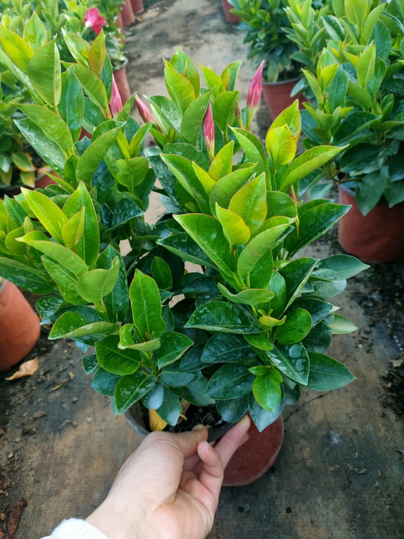 富贵红，飘香藤，红双喜，