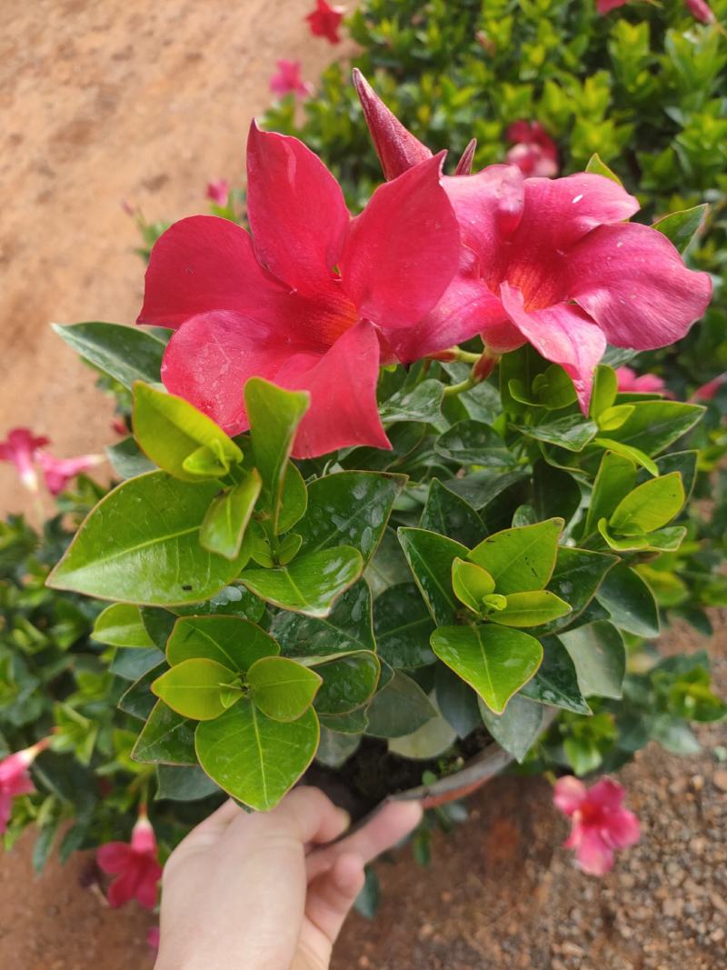 富贵红，飘香藤，红双喜，