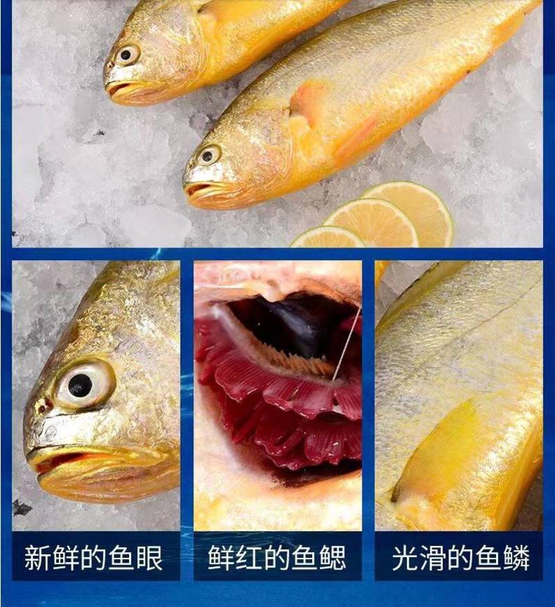 大黄鱼，个大，新鲜肉质鲜美，一斤左右一条，一箱20斤左右