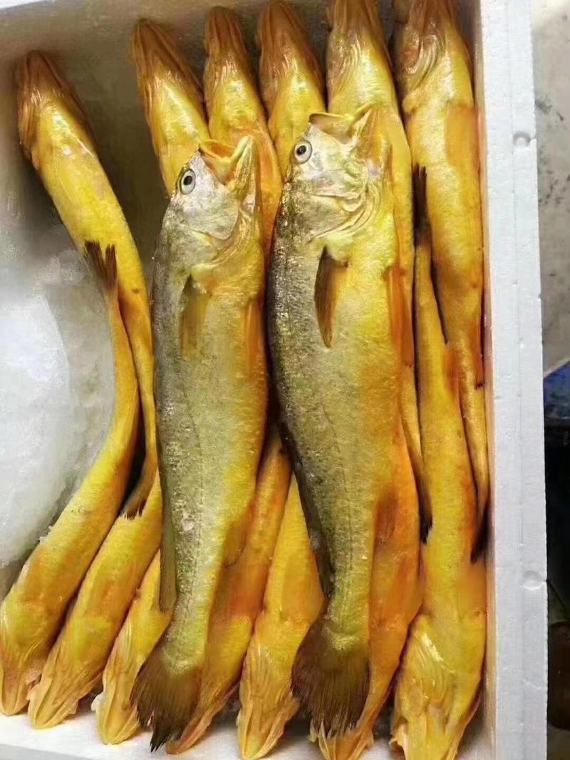 大黄鱼，个大，新鲜肉质鲜美，一斤左右一条，一箱20斤左右