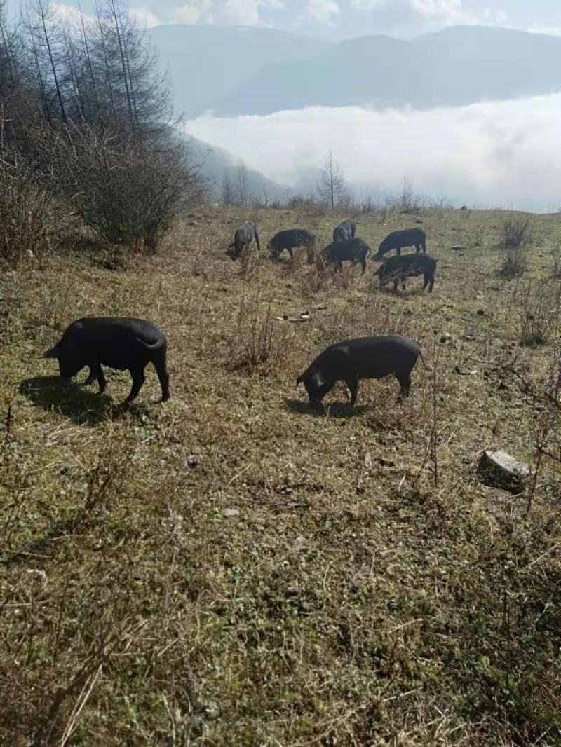 高山生态土黑猪