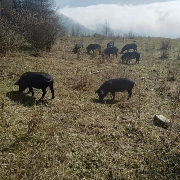 高山生态土黑猪