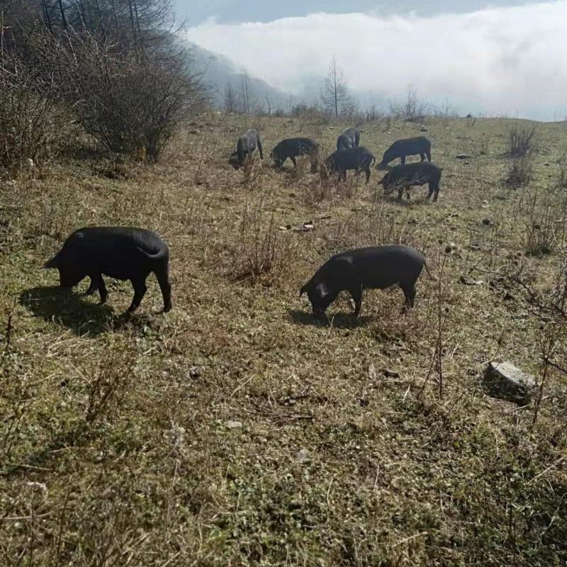 高山生态土黑猪