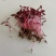 火红苗种子芽菜籽微叶菜种子根沙拉菠菜高端芽苗菜