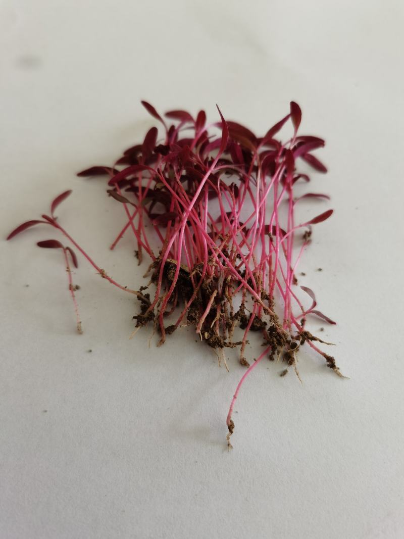 火红苗种子芽菜籽微叶菜种子根沙拉菠菜高端芽苗菜