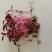 火红苗种子芽菜籽微叶菜种子根沙拉菠菜高端芽苗菜