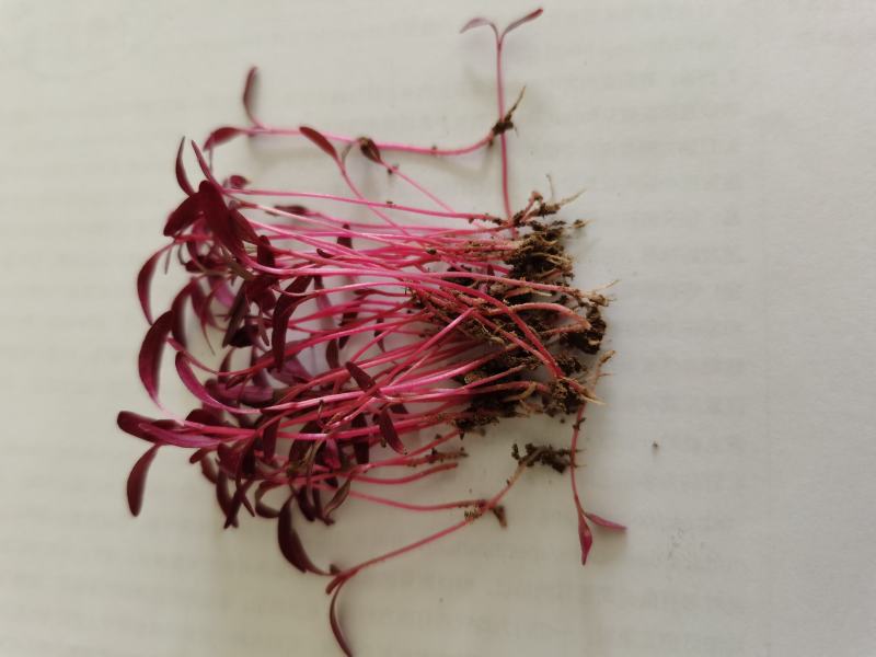 火红苗种子芽菜籽微叶菜种子根沙拉菠菜高端芽苗菜