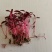火红苗种子芽菜籽微叶菜种子根沙拉菠菜高端芽苗菜