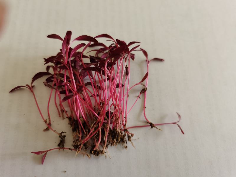 火红苗种子芽菜籽微叶菜种子根沙拉菠菜高端芽苗菜