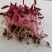 火红苗种子芽菜籽微叶菜种子根沙拉菠菜高端芽苗菜