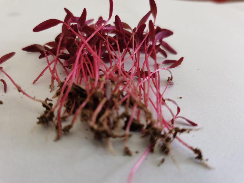 火红苗种子芽菜籽微叶菜种子根沙拉菠菜高端芽苗菜