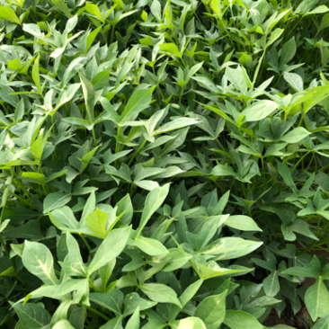紫薯苗、徐紫八红薯苗、紫薯、红薯苗、地瓜苗、紫薯薯苗