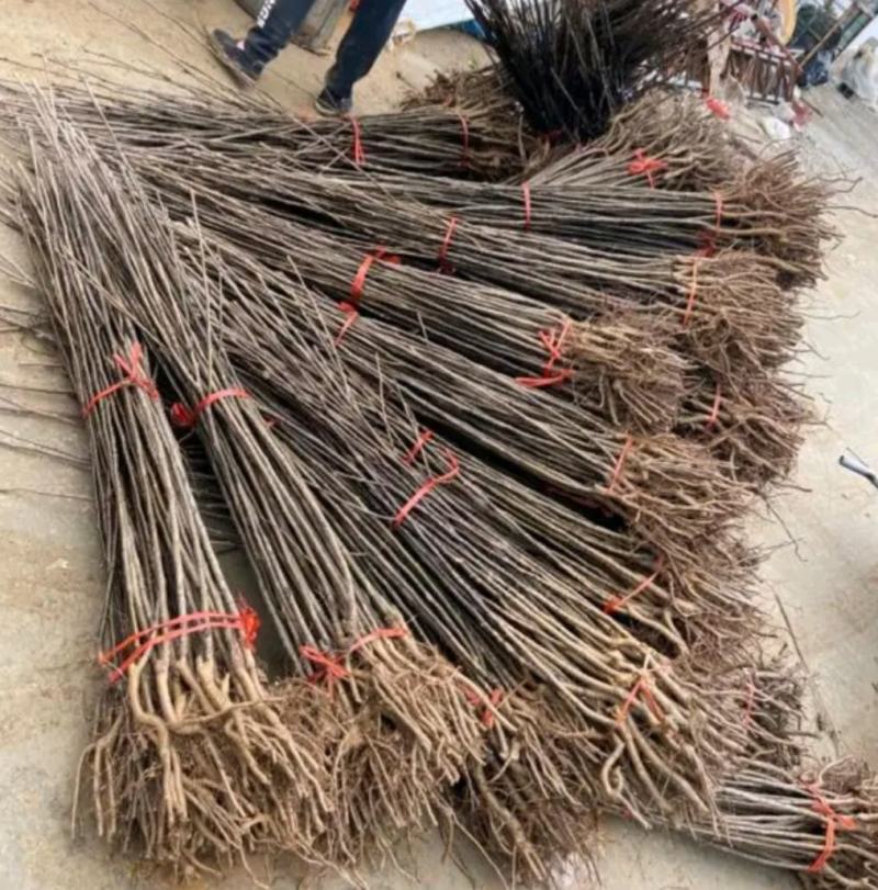 秋月梨树苗基地批发嫁接苗，当年结果，保证品种保证成活率